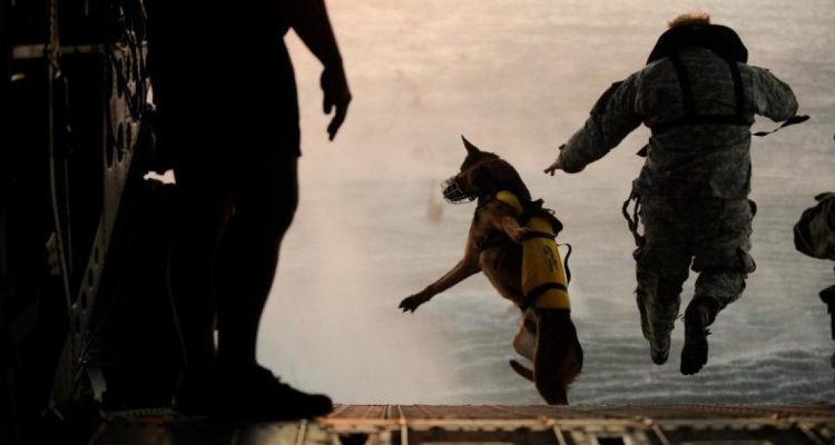 New info declassified about hero dog on al Baghdadi mission